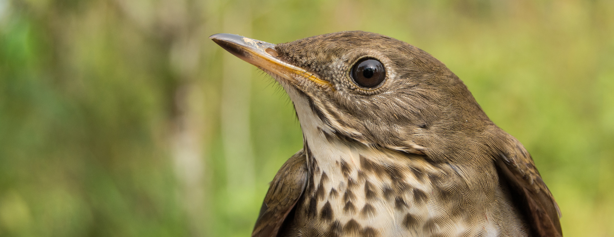 2023 Rangeley Birding Festival Registration